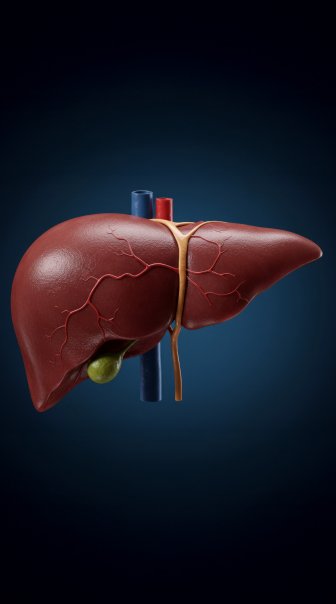 Liver